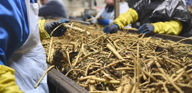 Horseradish Sorting