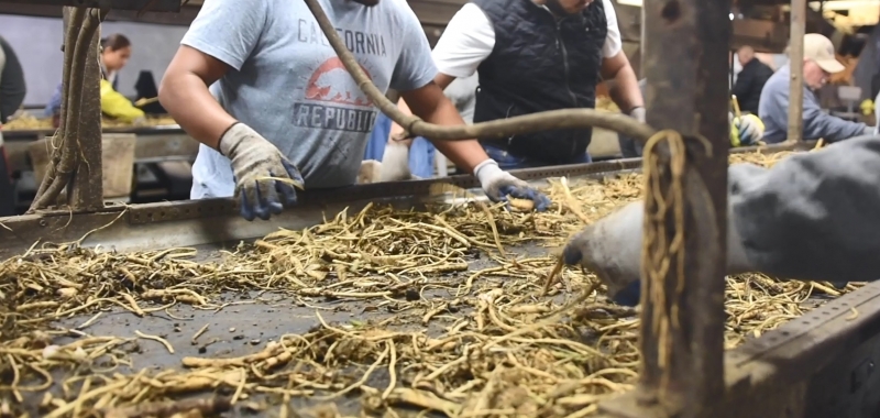 Horseradish Sorting