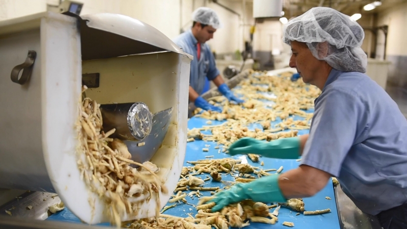 Horseradish Washing