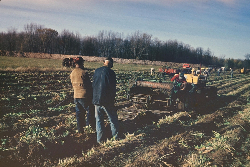 Horseradish Farming