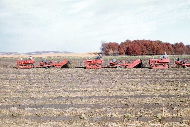 Horseradish Farming