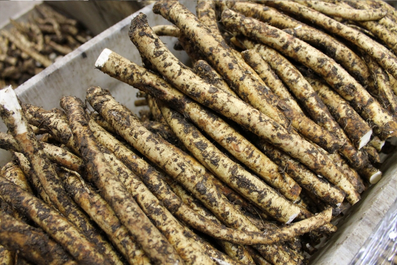 Horseradish Seedstock, ready for planting